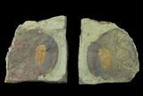 Protolenus Trilobite Molt With Pos/Neg - Tinjdad, Morocco #141883-1